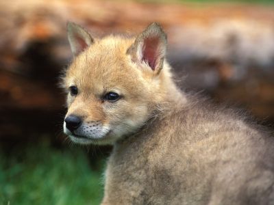 Coyote_Puppy