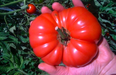 A beefsteak tomato in Seattle? This summer?
