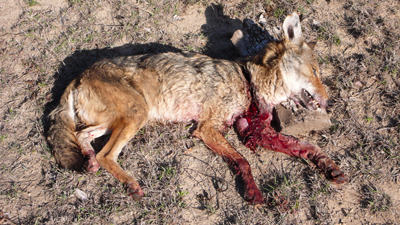 dead-coyote-400