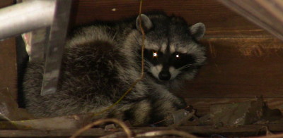 racoon