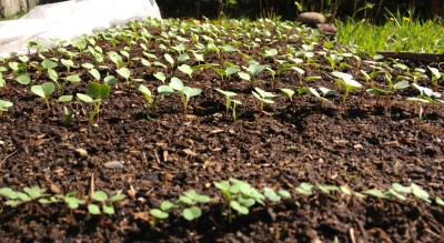 Radish and arugula seedlings